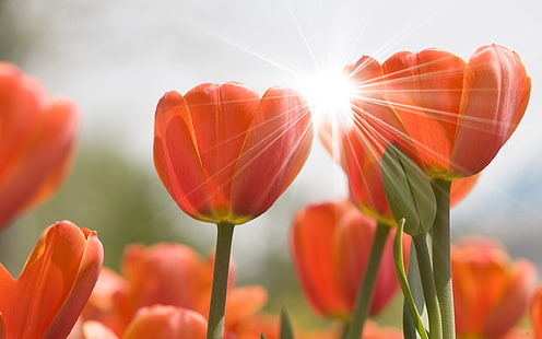 flores de tulipán naranja, tulipanes, flores, brotes, rayos, sol, primavera, primer plano, Fondo de pantalla HD HD wallpaper