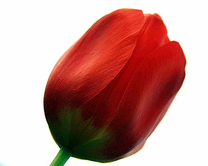 rosa vermelha, vida simples, rosa vermelha, tulipa, voltar, tiro, passado, pessoas, olhando para mim, impressionante, flor, natureza, pétala, flor, planta, isolado, vermelho cabeça, close-up, HD papel de parede
