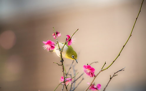 Fiore di pesco, fiori rosa, uccello, primavera, pesca, fiore, rosa, fiori, uccello, primavera, Sfondo HD HD wallpaper