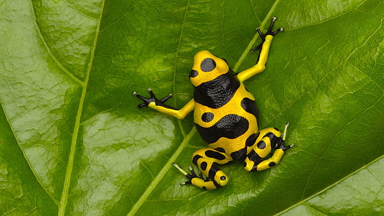 жаба, природа, земноводни, отровни жаби, растения, листа, животни, черно, жълто, зелено, HD тапет HD wallpaper