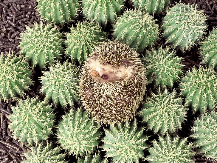 brown hedgehog, hedgehog, cactus, spines, lie, HD wallpaper