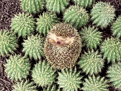 brown hedgehog, hedgehog, cactus, spines, lie, HD wallpaper HD wallpaper