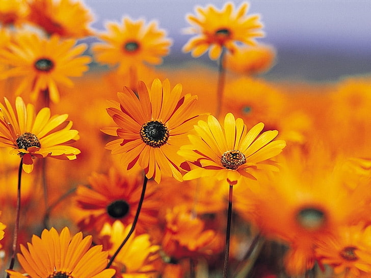 비스타 가든 꽃, 오렌지 꽃잎 꽃, 자연, 꽃, 꽃, 사프란, HD 배경 화면