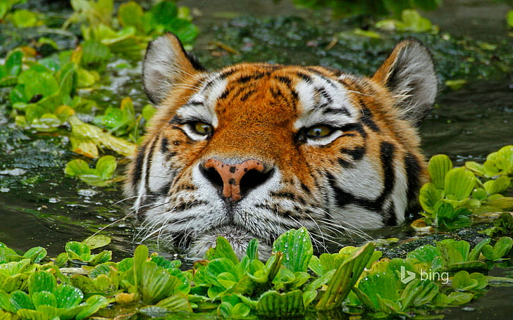 Amur tiger, zoo, Amur tiger, Belgium, bing, zoo, Antwerp, HD tapet