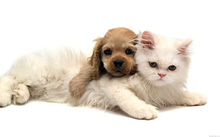 Cat and puppy are a hug, brown american cocker spaniel puppy on white persian cat, animal, cat, puppy, hug, love, white, HD wallpaper