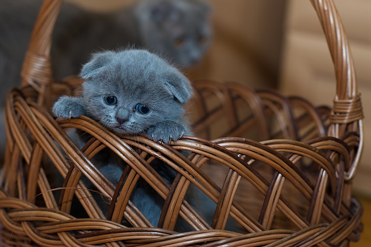 gatito gris, gatito, británico de pelo corto, lindo, triste, cesta, Fondo de pantalla HD
