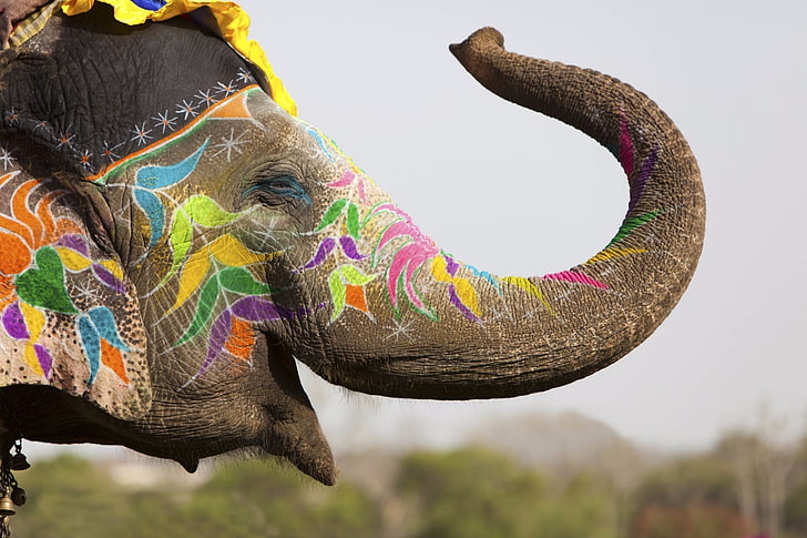 gray elephant, animals, elephant, body paint, Holi, India, colorful, depth of field, flowers, painting, festivals, decorations, nature, photography, tattoo, wildlife, trunks, happy, Deepavali, HD wallpaper