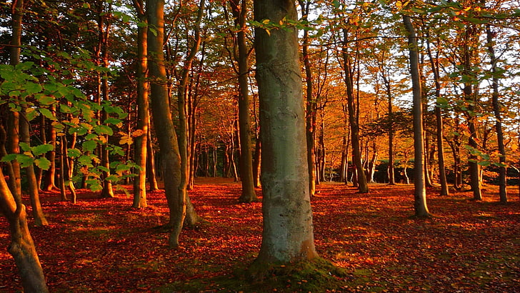 árboles de hojas verdes y naranjas, bosque durante el atardecer, bosque, otoño, hojas, árboles, Fondo de pantalla HD