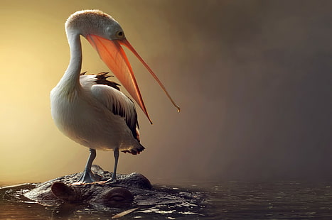 Pelikanfågel, pelikan, fågel, flodhäst, vatten, HD tapet HD wallpaper