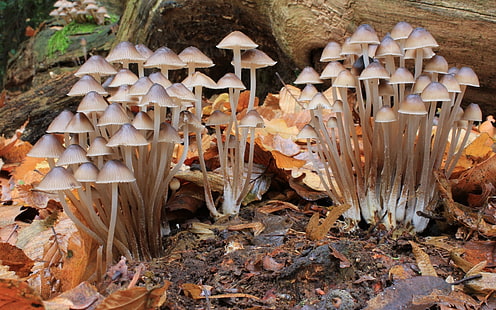 фото коричнево-белых грибов, природа, гриб, HD обои HD wallpaper