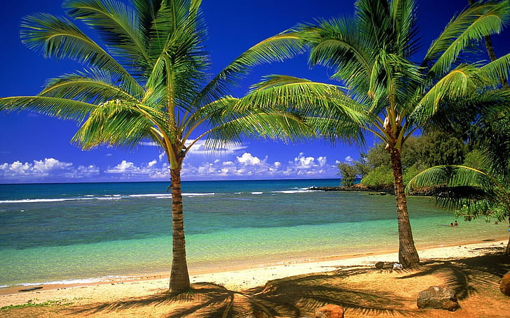 パームズオンザビーチ、2つの緑のヤシの木、木、ビーチ、熱帯、ヤシの木、砂、海、楽園、自然と風景、 HDデスクトップの壁紙