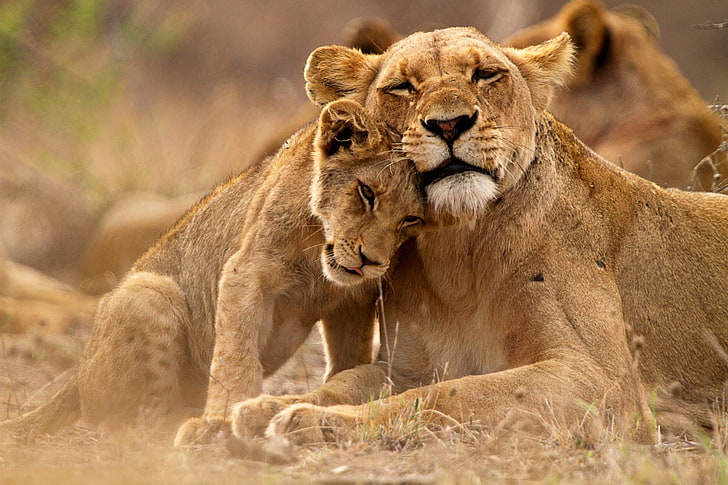 lew, Kruger National Park, przyroda, zwierzęta, Tapety HD