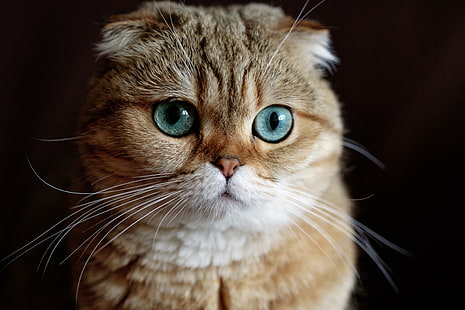 оранжевый полосатый кот, кот, взгляд, морда, черный фон, шотландская вислоухая, шотландская вислоухая кошка, HD обои HD wallpaper
