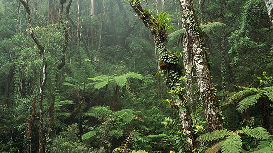 植生、森林、キナバル公園、熱帯雨林、サバ、マレーシア、ボルネオ島、国立公園、木、ジャングル、荒野、森林、 HDデスクトップの壁紙 HD wallpaper
