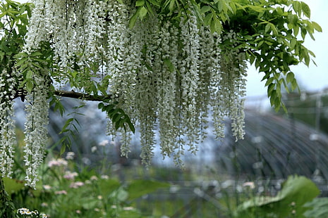 *** 아름다운 등나무 ***, natura, glicynia, kwiaty, drzewa, 자연과 풍경, HD 배경 화면 HD wallpaper