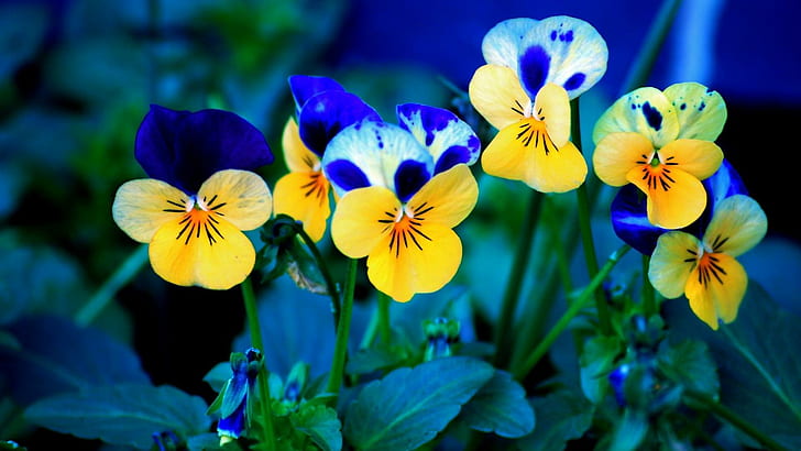 Pansies Flower, pansies, nature, flower, green, 3d and abstract, HD wallpaper
