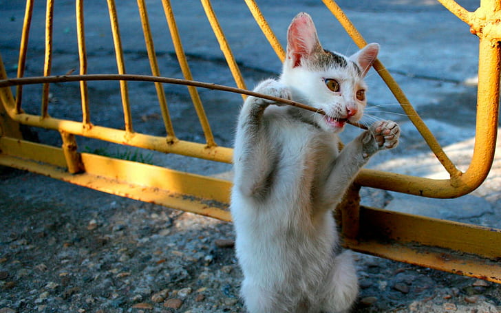 Cute Playful Kitten, kot syjamski, koty, zwierzęta domowe, zwierzęta, figlarny, uroczy, kocięta, Tapety HD
