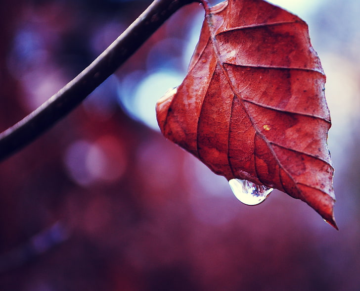 braunes Blatt, Blatt, Herbst, trocken, Zweig, HD-Hintergrundbild