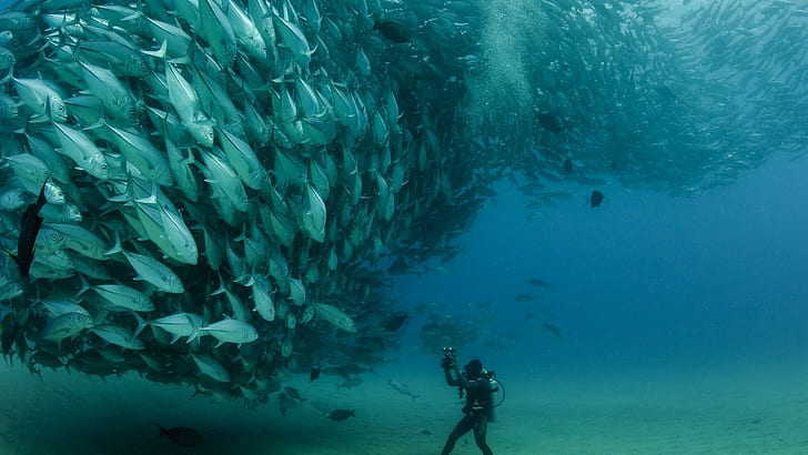 海魚写真動物スキューバダイビング自然 Hdデスクトップの壁紙 Wallpaperbetter