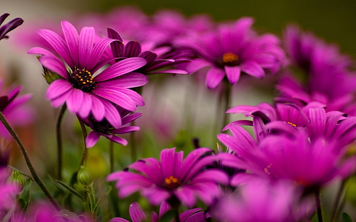 розовые и фиолетовые цветы с лепестками, природа, цветы, фиолетовые цветы, глубина резкости, HD обои