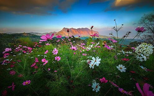 champ de fleurs pétalées rose et blanc, paysage, nature, fleurs, montagnes, coucher de soleil, arbustes, nuages, printemps, Thaïlande, Cosmos (fleur), Fond d'écran HD HD wallpaper