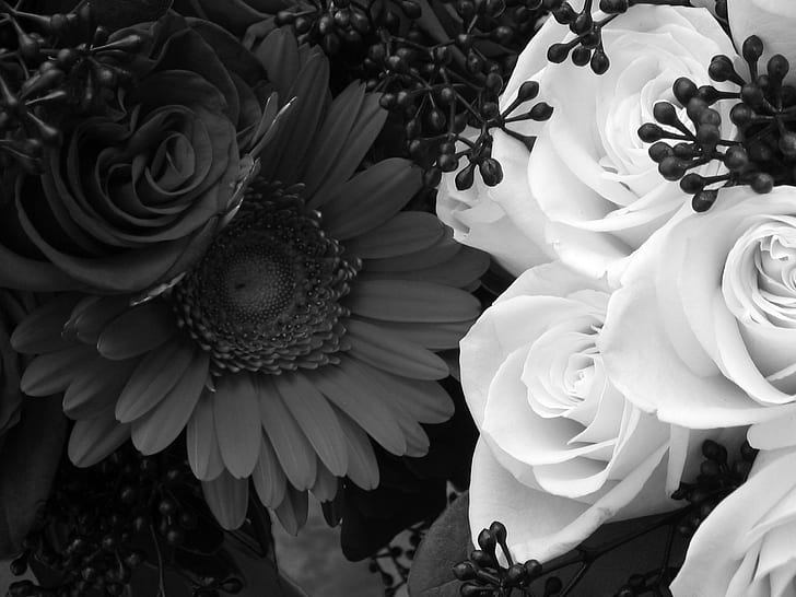 Black&withe, roses, withe roses, wall, flowers, daisy, 3d and abstract, HD wallpaper