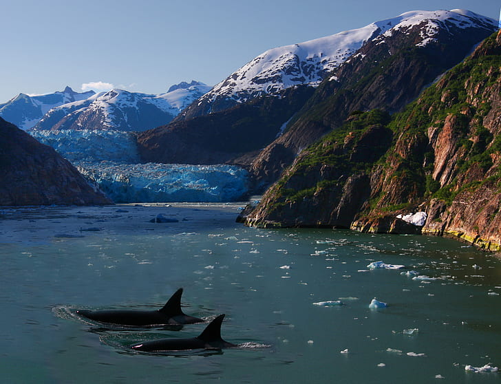 dos tiburones en el cuerpo de agua cerca del monte, orcas, orcas, orcas, glaciares, tiburones, cuerpos de agua, alaska, mar, océano, peces, mamíferos, animales, orcas, orcas, estados unidos, américa, migración, salvaje, hermoso, al aire libre, preservación, hábitat, fauna, fotografía, Alaska, fiordo, imagen, icebergs, orca, iceberg, foto, imagen, fotos, glaciar azul, hermoso asesino, esplendor, crucero, en la naturaleza, orcas cautivas,conservación, vaina, fotografía, naturaleza, montaña, Fondo de pantalla HD