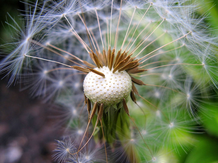beautiful, blur, close up, dandelion, delicate, downy, field, flora, fluffy, garden, grass, growth, outdoors, plant, seed, seed head, summer, weed, HD wallpaper