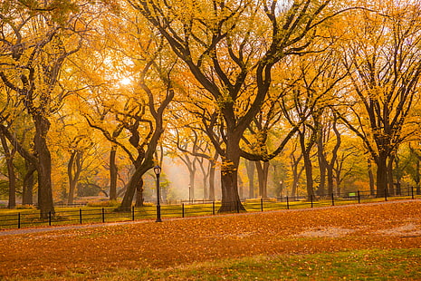 photo of yellow leaf trees, central park, central park, photo, yellow, leaf, trees, NYC, New York City, Autumn  Leaves, Fall Foliage, Central Park Mall, Nature, Landscapes, autumn, tree, season, forest, outdoors, park - Man Made Space, orange Color, landscape, october, sunlight, HD wallpaper HD wallpaper