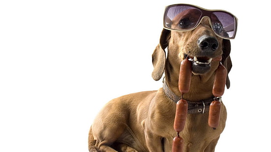 възрастен кафяв дакел и наденица, дакел, куче, слънчеви очила, колбаси, готино, HD тапет HD wallpaper