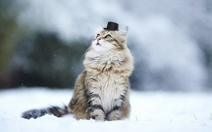 кот, животные, природа, снег, зима, глубина резкости, шапка, HD обои