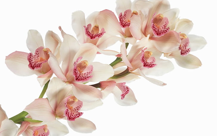 Gros plan, fleurs orchidée, orchidée, fleurs, Fond d'écran HD
