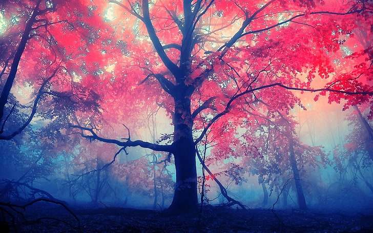 красное лиственное дерево, красные деревья в дневное время, деревья, осень, лес, природа, туман, листья, HD обои