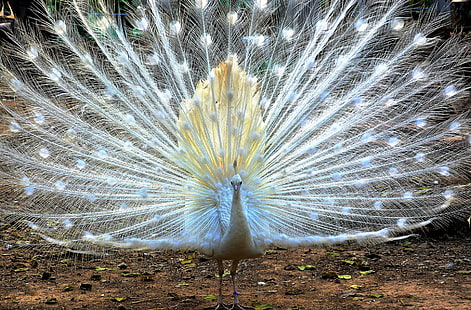 blue and white peacock, WHITE, TAIL, FAN, BIRD, FEATHERS, PEACOCK, HD wallpaper HD wallpaper