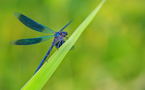 Green grass, leaves, blue dragonfly, Green, Grass, Leaves, Blue, Dragonfly, HD wallpaper HD wallpaper