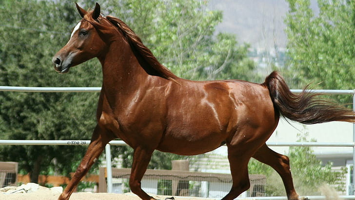 Red Arabian, pets, brown horses, white horses, nature, red horses, arabians, animals, HD wallpaper