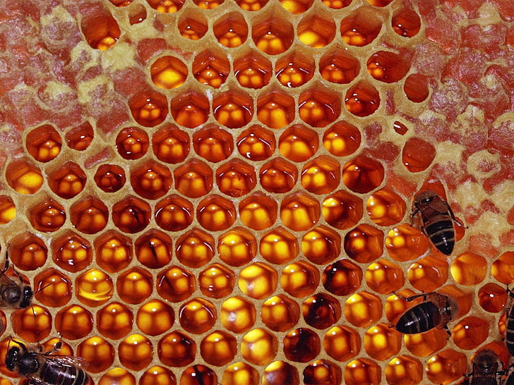 бежевый улей, соты, пчелы, мед, сладкое, HD обои