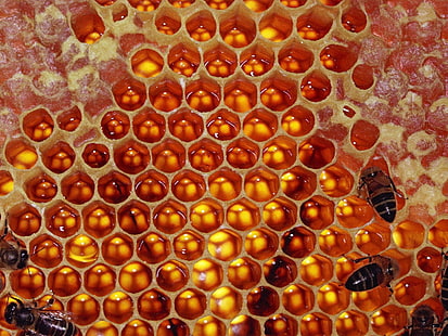 ベージュの蜂の巣、ハニカム、蜂、蜂蜜、甘い、 HDデスクトップの壁紙 HD wallpaper