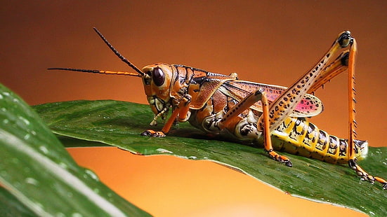 حشرة ، لافقاريات ، جندب ، تصوير ماكرو ، مفصليات الأرجل، خلفية HD HD wallpaper