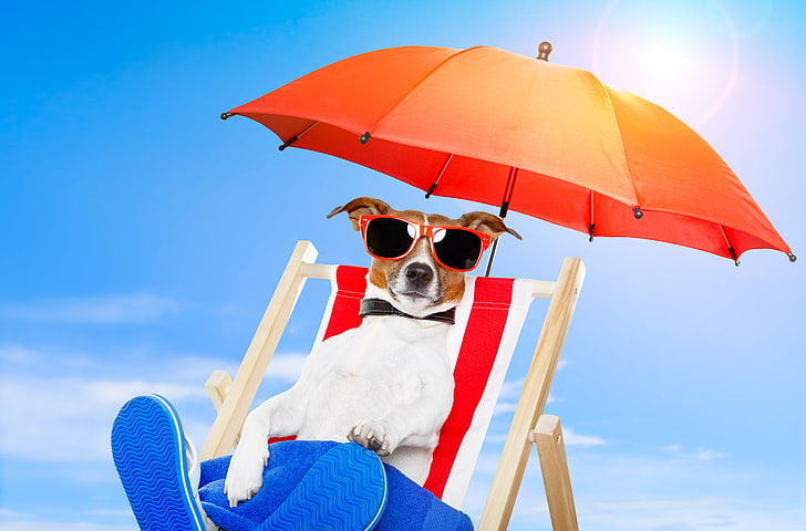 nature, dog, umbrella, glasses, chair, umbrellas, HD wallpaper