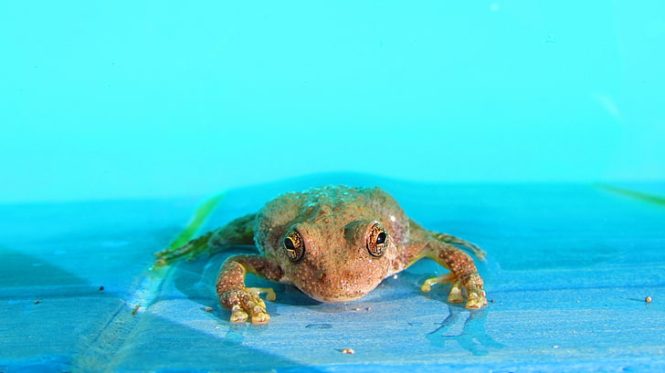 animals, frog, amphibian, HD wallpaper