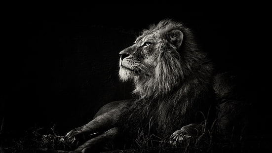 vilda djur, svart, svartvitt, lejon, däggdjur, svartvit, stor katt, polisonger, HD tapet HD wallpaper