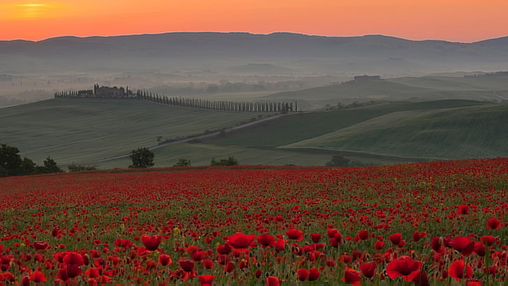 pole, niebo, zachód słońca, kwiaty, mgła, wzgórza, Maki, Włochy, Italia, Toscana, Siena, Crete Senesi, Tapety HD