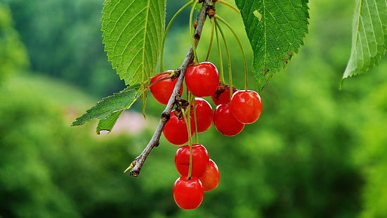 nature, fruit, cherries (food), HD wallpaper HD wallpaper