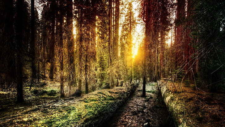 trilha entre floresta, floresta, pôr do sol, paisagem, luz solar, árvores, HD papel de parede