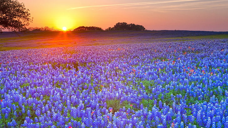 Earth, Texas Bluebonnets, Flower, Sunrise, Sunset, Texas, HD wallpaper