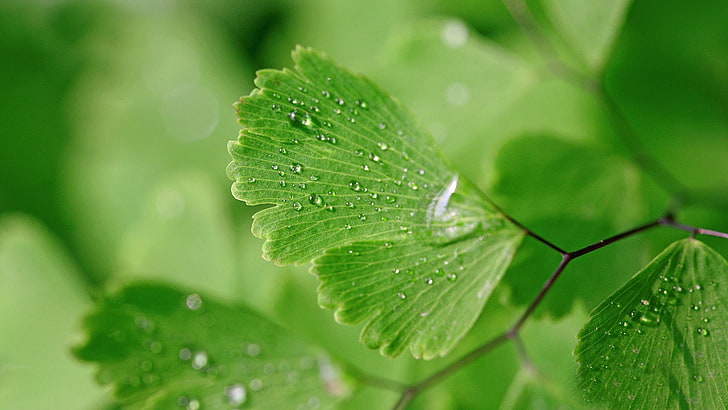 green leaf plant, nature, leaves, closeup, macro, plants, green, water drops, ginko, HD wallpaper