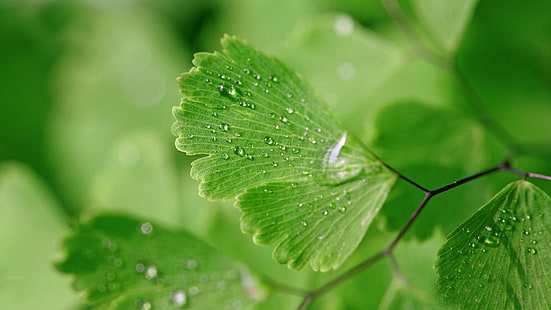 green leaf plant, nature, leaves, closeup, macro, plants, green, water drops, ginko, HD wallpaper HD wallpaper