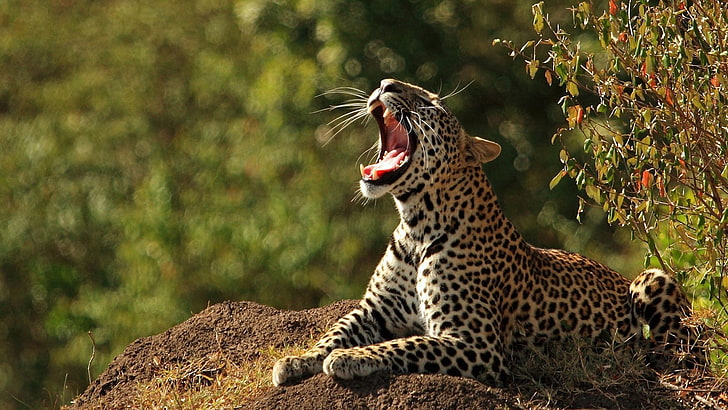 djur, leopard, stor katt, kattdjur, päls, rovdjur, gepard, djurhud, katt, djur, vilda, vilda djur, HD tapet