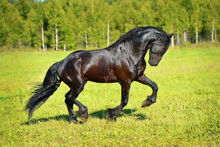 черный конь, трава, солнце, конь, фриз, HD обои